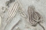 Fossil Crinoid Plate (Six Species) - Crawfordsville, Indiana #197529-5